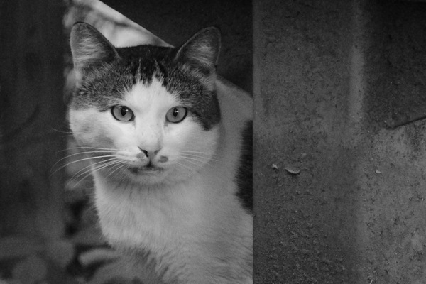 ベンチの下にいる猫を望遠でモノクロで撮影（2008年10月撮影　ニコン「D90」）