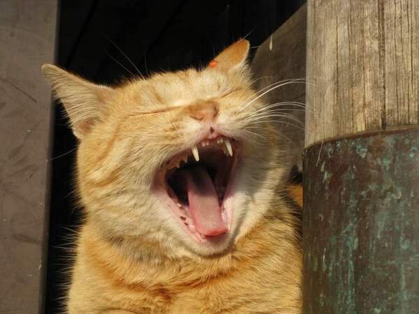 地域猫のあくび。日差しをあびてふわー（2008年2月撮影　キヤノン「IXY Digital 20IS」）