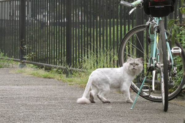 川原の道を散歩してた、立派なふさふさしっぽの白猫。すぐ近くで飼い主がのんびりラジオを聞いておりました（2008年9月撮影 キヤノン「IXY DIGITAL 3000IS」）