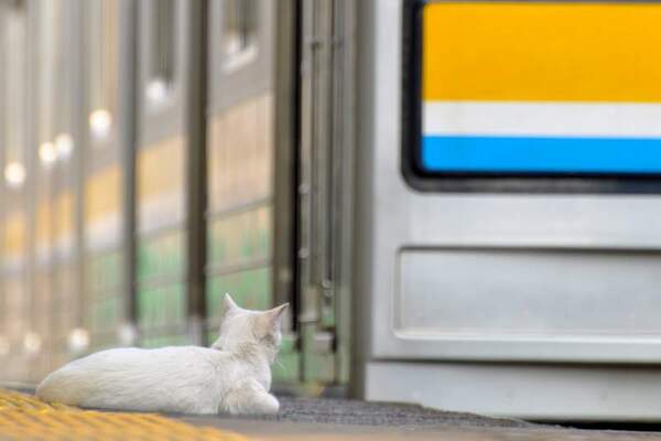 電車をぼーっと見つめる白猫（2008年11月撮影 ニコン「D90」） 