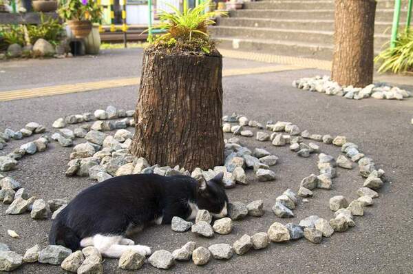 石のサークルも猫にはほどよい昼寝場所。アートだろうが気にしない……むしろ、こういうのは好き（2008年11月撮影 ニコン「D90」）