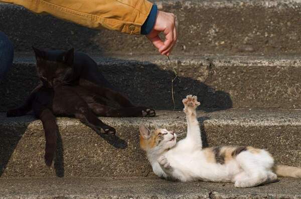 ここに連れてきてくれた三井さんはすっかり慣れてて、その辺の草で猫と遊んでる。大人の黒猫は見向きもしないでマイペース毛繕い中なのがおかしい（2008年11月撮影 ニコン「D90」）