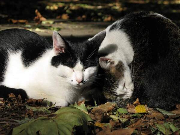 他の猫とも仲良しで、よくこんなふうにべったり。ちなみにこの右側の猫は病気で死んじゃいました。残念（2006年10月撮影 キャノン「PowerShot G7」）