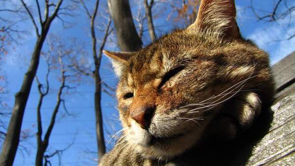 日向で気持ちよくお昼寝してる猫。ベンチからあごがはみだしてたのがおかしくて超ローアングルで下から撮影してみた（2008年12月撮影 キヤノン「PowerShot SX1 IS」）