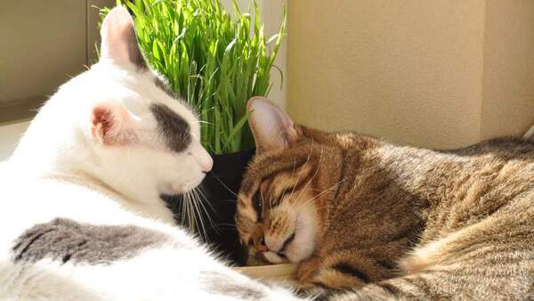 猫草を枕にぼーっとひなたぼっこしてる2匹の図（2008年12月撮影　ニコン「D90」）