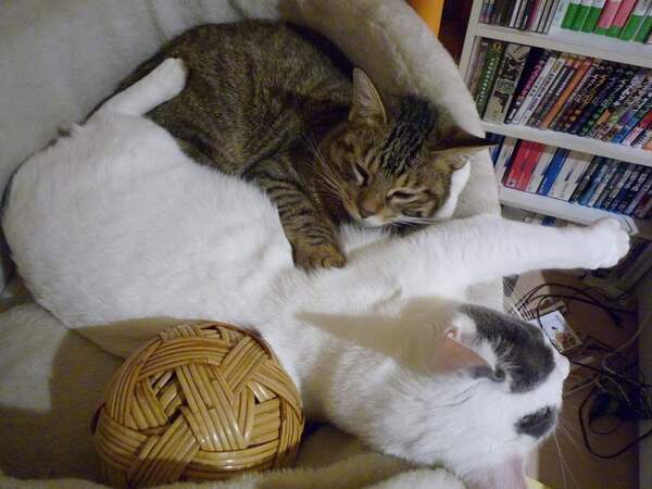 狭い猫ベッドに2匹で無理矢理入った（うちでは）珍しい写真。大五郎の方がちょっと腰が引けてます（2008年12月撮影 パナソニック「LUMIX DMC-FX37」）