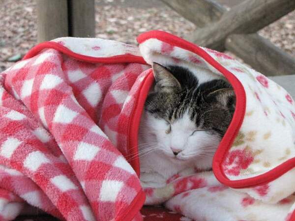 赤い毛布にくるまれてぬくぬくお昼寝中の公園猫。束の間の幸せ（2008年12月撮影 キヤノン「PowerShot SX1 IS」）