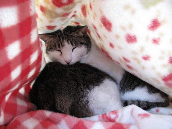 下の猫がお尻を向けてるので分かりづらいけど、兄弟仲良く重なって寝てます。これはメチャ暖かそう。わたしも毛布の中で猫を抱えて昼寝したいす（2009年1月撮影 キヤノン「PowerShot SX1 IS」）