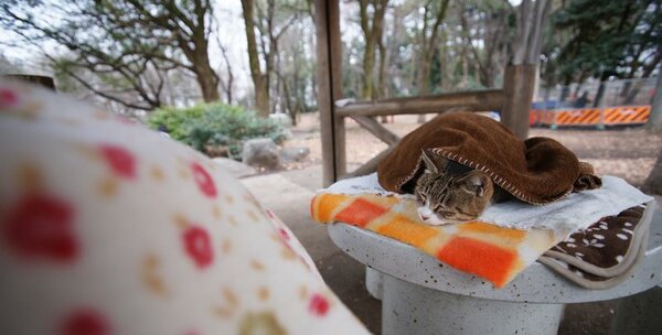 2つの石のテーブルを猫が占領中。気持ちよさそうに寝てます（2009年1月撮影 ソニー「α900」） 