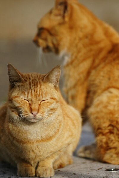 兄弟猫っぽい2匹がつかずはなれずくつろいでいるところ。地面スレスレから縦位置で300mmで撮影（2009年1月撮影 ソニー「α900」）