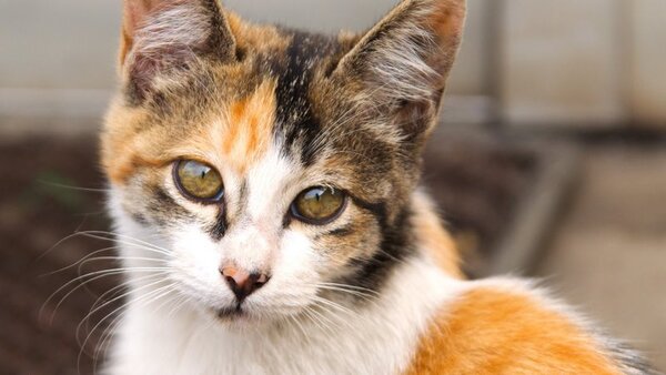 JR鶴見線で撮った子猫。よく見ると……目が小さいっ。