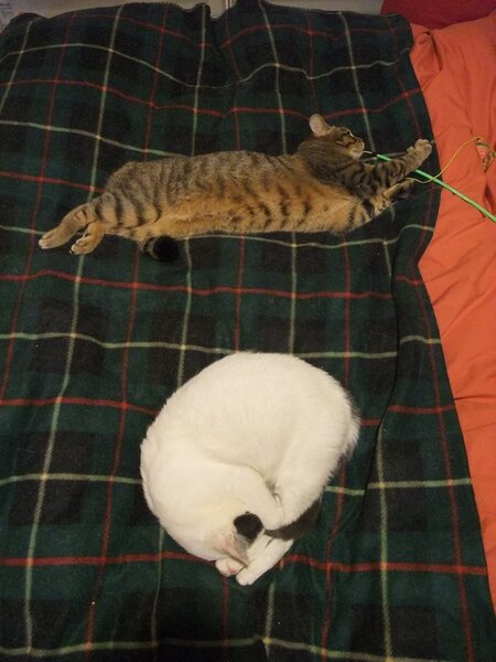 ベッドの上には猫用ブランケット。つかず離れずこのように寝たり遊んだりしております。「一と〇」スタイル。ISO800で撮影