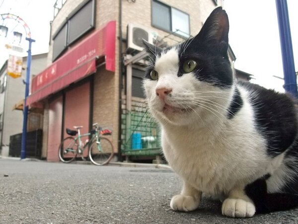 こちらも路上にカメラを置いてちょっと見上げて撮影。後ろにうつっているお店が（今日はシャッターが閉まってたけど）猫の世話をしているようだ。 
