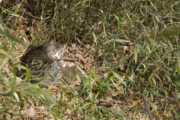 藪の中にある枯れ葉のベッドで日向ぼっこ中の猫