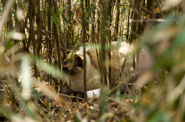 藪に隠れて出てこなかった猫
