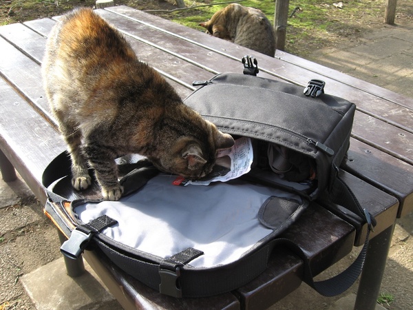 食べた後の空きパッケージをバッグに戻しておいたら、食べたりなかった猫がバッグに顔を突っ込んでました。匂いが残ってるからな。面白いのでまず撮影