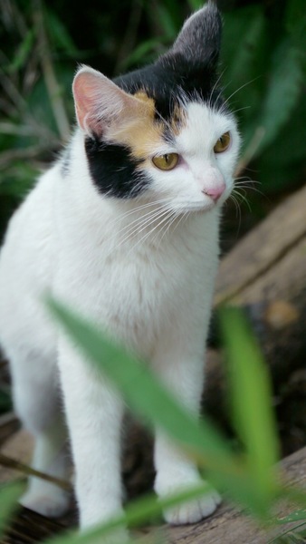 藪の中で暮らしてる（とわたしが思い込んでるだけなのだが）わりにはけっこうきれいな親猫。鼻もピンクなり（2009年5月 パナソニック LUMIX GH1）