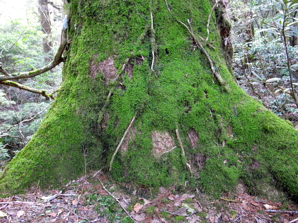 いかにも屋久島ーって感じの苔むした巨木の下を進む。途中、巨大な木の股をくぐり抜けたり、楽しい