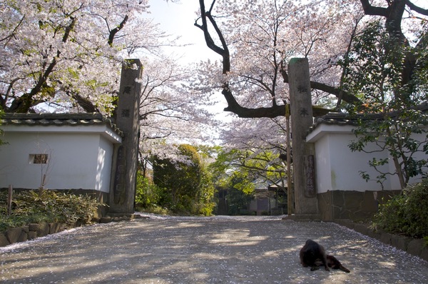 お寺と桜と猫（2009年4月 ニコン D90）