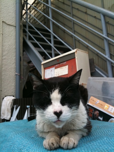 アパート脇の駐車場でくつろいでた白黒猫。黒い毛の上に目をつぶってたのでちょっと目元が不気味だけど、おとなしい猫でした（2009年6月 アップル iPhone 3GS）