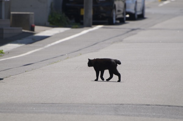 強い日差しの道路をとことこと渡る黒猫を発見。あれだけ黒いと暑いだろうに、気にせず渡っていったのである（2009年6月 ニコン D90）