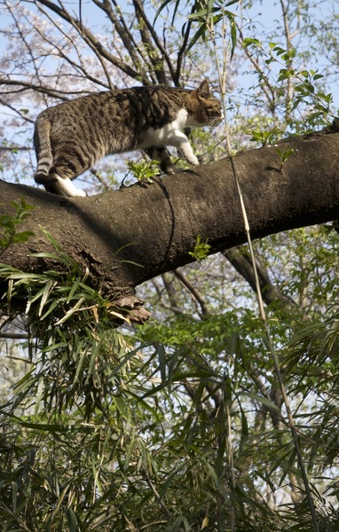 桜の木をするすると上っていく猫。まあ角度はあまりないけどね（2009年4月 ニコン D90）