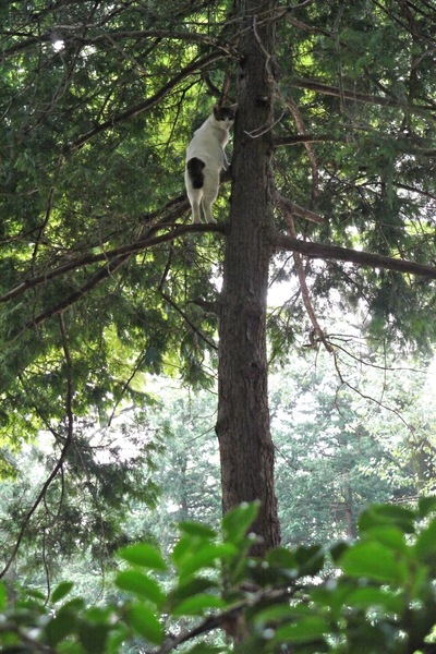 まっすぐ伸びた立派な木に登ってほこらしげな猫。高さにして4mくらいかと思う（2009年8月 パナソニック LUMIX GH1）