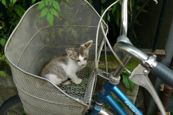 自転車の前カゴに子猫がっ！（2009年8月 パナソニック LUMIX GH1）