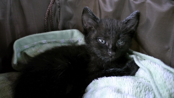 まだ生まれて1ヵ月くらいかと思われる保護された黒猫（2009年8月 パナソニック LUMIX GH1）
