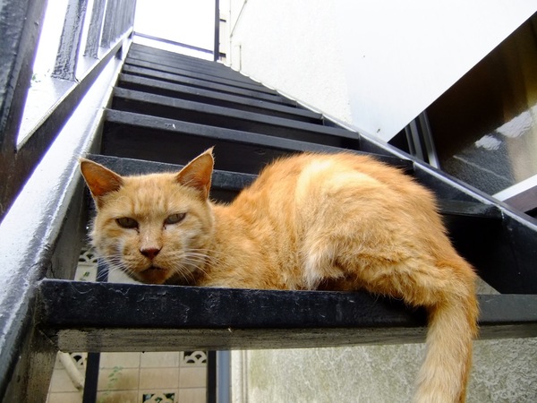 見ての通りアパートの階段で寝てた猫。近づいても逃げなかったので、広角でぐぐっと寄らせてもらった（2009年8月 富士フイルム FinePix F70EXR）