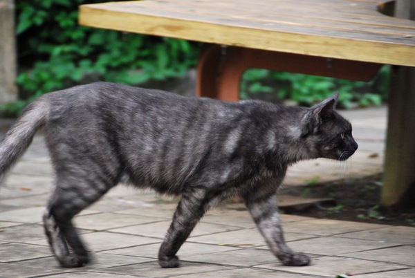 一目散に歩いていく黒いシマシマの猫。何かを見つけたらしい（2008年9月 ニコン D40X）