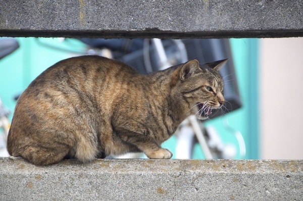コンクリートの柵の間にはいって（猫は狭いところが好き）、近くに人が来るとこんなふうに唸っていた（2009年1月 ニコン D90）