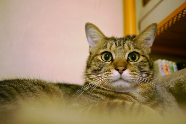 かなり暗い寝室の奥で猫ベッドでくつろいでる「かふか」（我が家の猫）の目にピントを合わせて撮影。周辺のぼけが大きいので目元がきりっと見える（2009年9月 パナソニック LUMIX DMC-GH1）