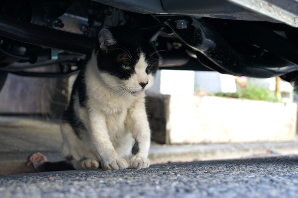 車の下に隠れてた猫。撮ってたら、もぞもぞと動き出したその一瞬（2009年10月 ソニー α550）