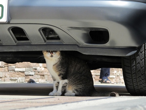 望遠にして車の下を見ると……目だけが隠れてました。その姿がちょっと可笑しかったのですかさず撮影（2009年10月 キヤノン Powershot G11）