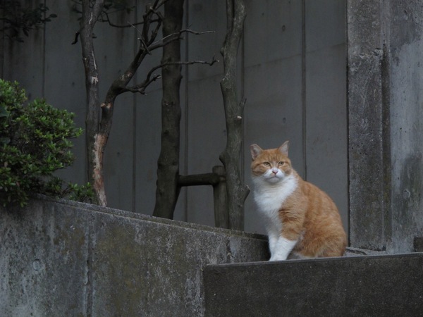 階段の低い位置にいた猫をさらに低い位置から撮ってみた。暗かったのでISO 800で-1の補正をかけてぶれないように（2009年10月 キヤノン Powershot G11）
