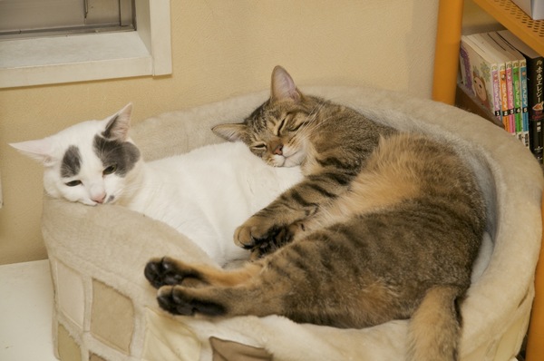 丸い猫ベッドに無理矢理はいる2匹……というか、「大五郎」がくつろいでるところに「かふか」が無理矢理割り込んだのである。ちょっと困った「大五郎」と気持ちよさそうな「かふか」（2009年10月 ニコン D90）