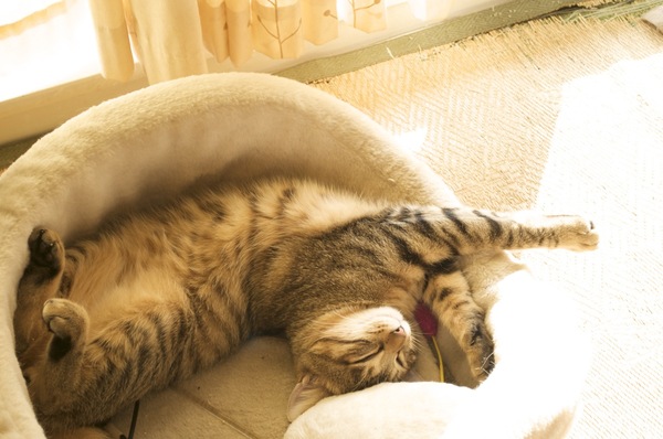 窓際の猫ベッドで午後の日差しを浴びながら、はしたない格好で寝ております。気持ちよさそう（2008年11月 ニコン D90）
