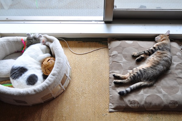 1匹は猫ベッド、1匹は座布団で思い思いにお昼寝（2008年10月 ニコン D90）