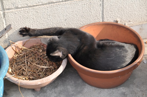 大きな植木鉢の中で丸くなって寝てた黒猫。人の気配を感じたのか、伸びをして、このあとむくっと起きました（2008年11月 ニコン D90）