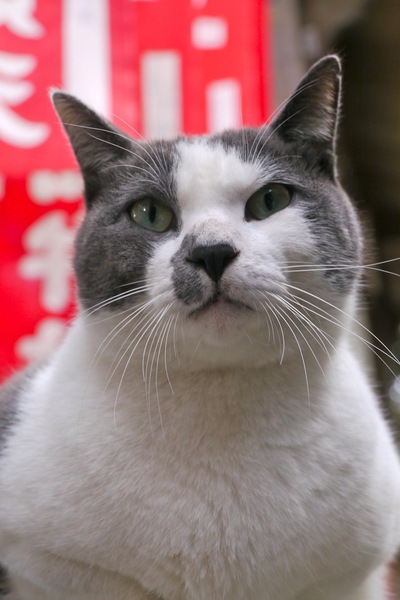 薄墨色と白のとりあわせがなんとも綺麗な猫。弁財天の赤いのぼりが背景に入るようにローアングルで撮ってみた。そういえば鼻の頭が真っ黒（2009年11月 パナソニック DMC-GH1）