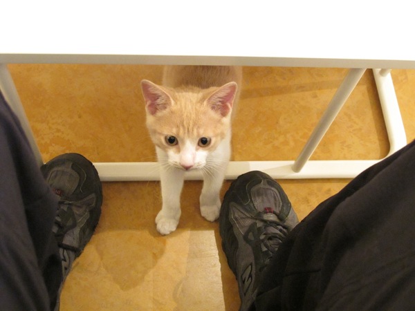 こんな風に座ってるだけでひょっこりやってくることも。子猫なので小さくて軽くてふわふわっ (2009年 11月 キヤノン Powershot G11)