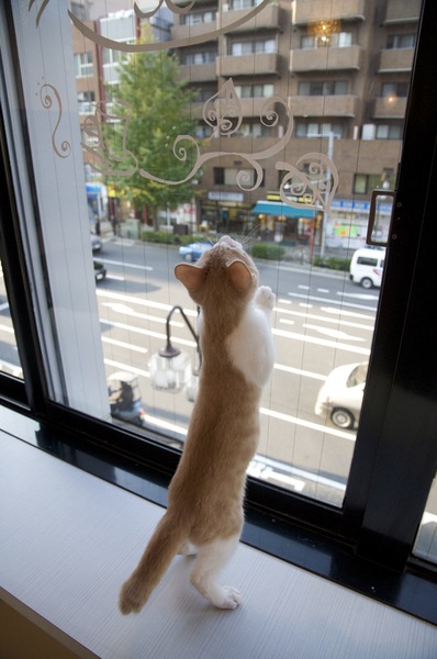 窓際はカウンター席。ガラス窓に手をついて上にあるおもちゃを狙ってます。窓の外は都会。猫カフェのまったり感と都会の喧噪感のギャップを楽しめる席（2009年11月 ニコン D90）