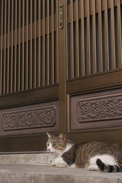 玄関の前でくつろぎ中。この家の猫なのかは定かならずも、引き戸前の猫は門番っぽくて似合う（2009年11月 パナソニック GH1）