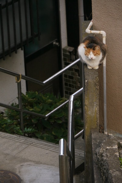 塀の端にちょこんと座ってた三毛猫。猫的には高い位置なんだけど、斜面なので簡単に見下ろされてしまうのである。こんな風にアングルの上下を楽しめるのも斜面の良さ（2009年11月 パナソニック GH1）