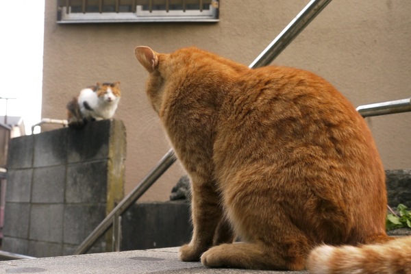 貫禄のある茶色い猫がにらみをきかせてるの図。その場でしゃがんで、猫同士の目があうアングルを狙って撮る。実際には塀の上の方がちょっと高い位置（2009年11月 パナソニック GH1）