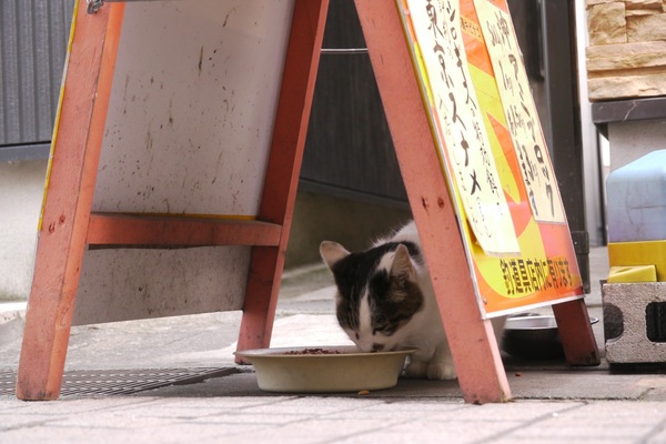 A型看板下の死角には猫餌があり、1匹ずつ順番に食べに来てるのだった。食事の邪魔をしないよう、遠くからそっと撮影（2009年11月 パナソニック GH1）