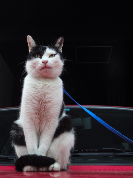 真っ赤な車の上でくつろいでた猫をちょっと下から撮影。人が近づいても動じず。さすが飼い猫（2009年11月 ソニー サイバーショット WX1）