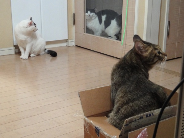 3匹の微妙な猫関係をWX1で撮ってみた。小さくて気軽に使えるので、いつでも手が届く場所に置いておくと楽しい（2009年11月 ソニー サイバーショット WX1）