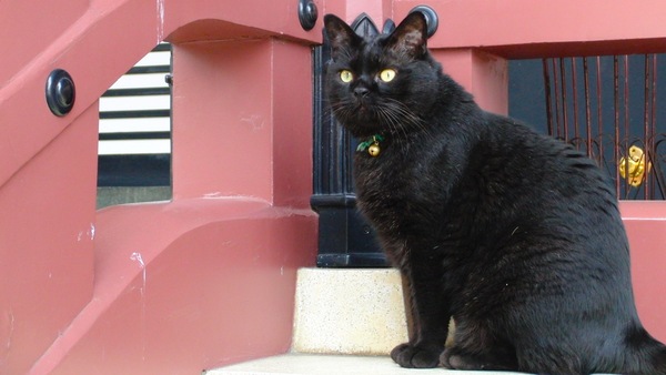 池上本門寺境内の黒猫。まことに堂々としてるけど、人は苦手らしい。（2009年5月 カシオ EXILIM FC100）